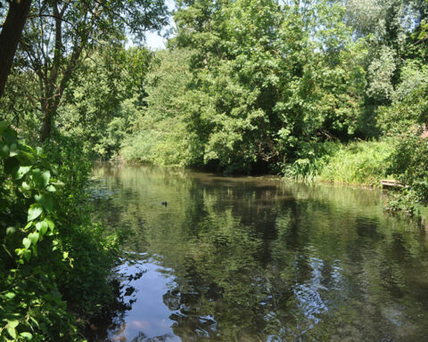 River Colne – Rickmansworth