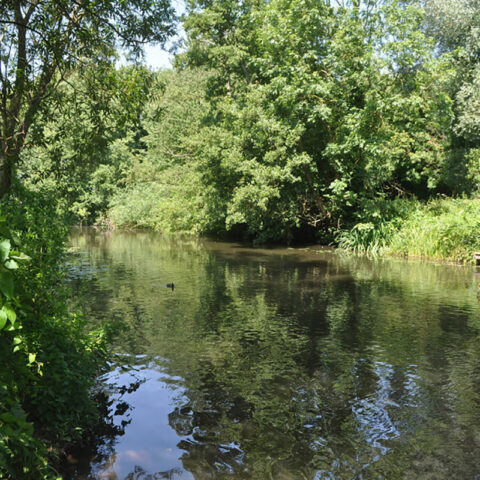 River Colne – Rickmansworth