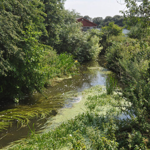 River Colne – Troy